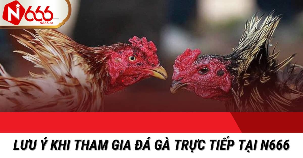 đá gà trực tiếp tại N666